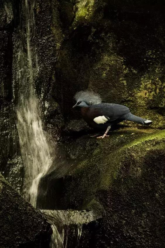 藍鳳冠鳩照片素材欣賞