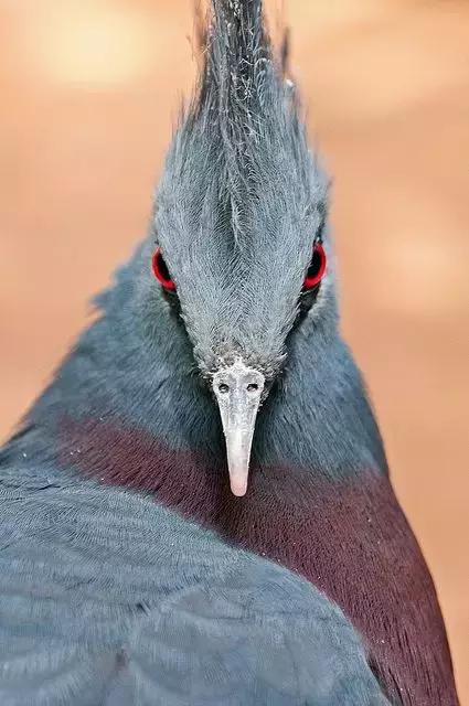 藍鳳冠鳩照片素材欣賞