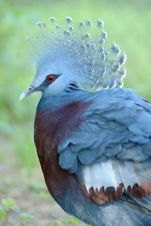 藍鳳冠鳩照片素材欣賞