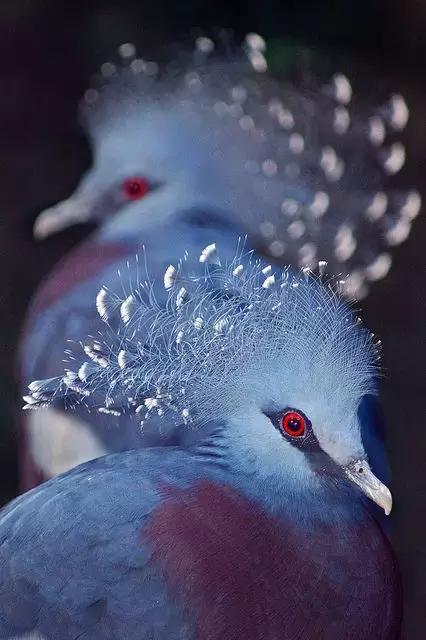 藍鳳冠鳩照片素材欣賞