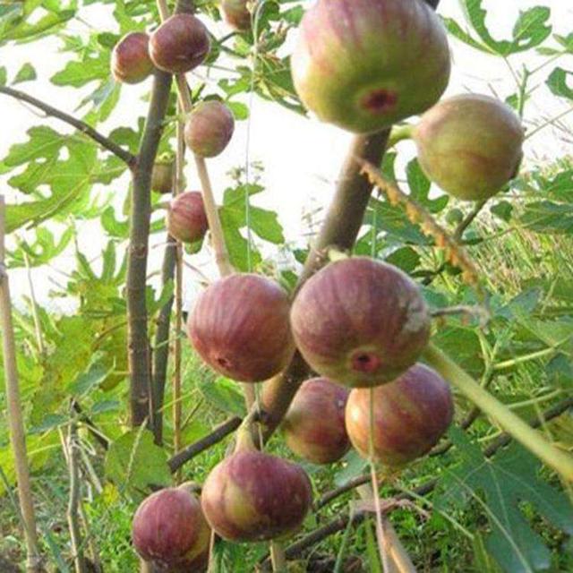 找個塑料瓶套樹上，無花果枝立馬發芽，今年就能吃上新鮮大果