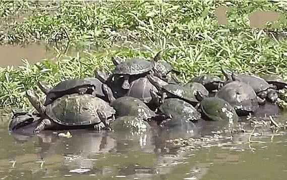 河邊十幾隻烏龜堆在一起，男子好奇過去拍照，隨後眼睛都看直了