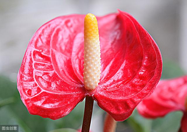 紅掌越養越不紅了？ 教你4招，花開100天都能紅彤彤