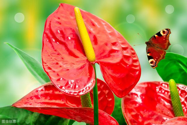 紅掌越養越不紅了？ 教你4招，花開100天都能紅彤彤