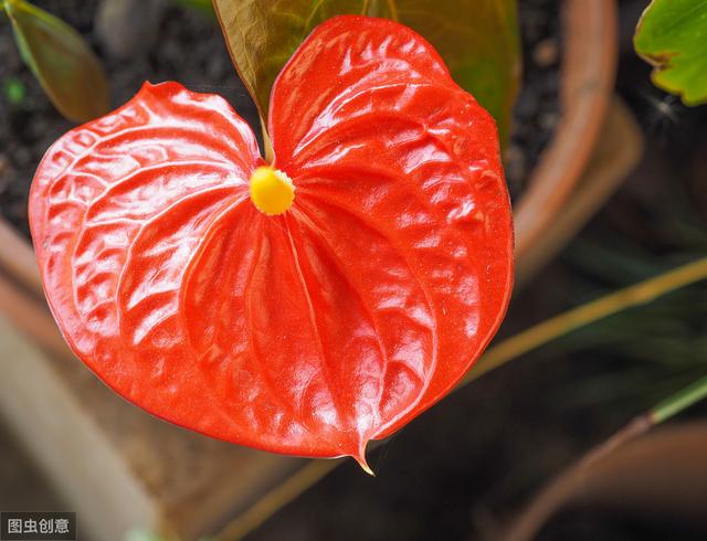 紅掌越養越不紅了？ 教你4招，花開100天都能紅彤彤