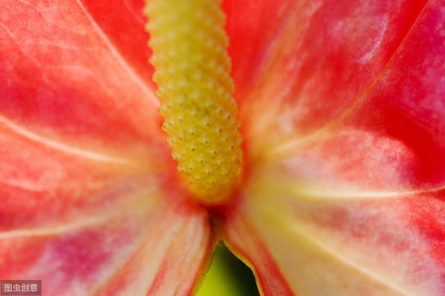 紅掌越養越不紅了？ 教你4招，花開100天都能紅彤彤