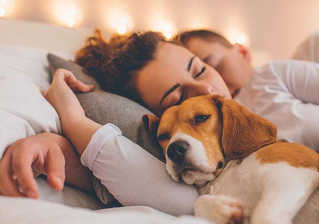 想要和自家狗狗一起睡？ 你可能需要考慮許多，關於正確睡狗那些事