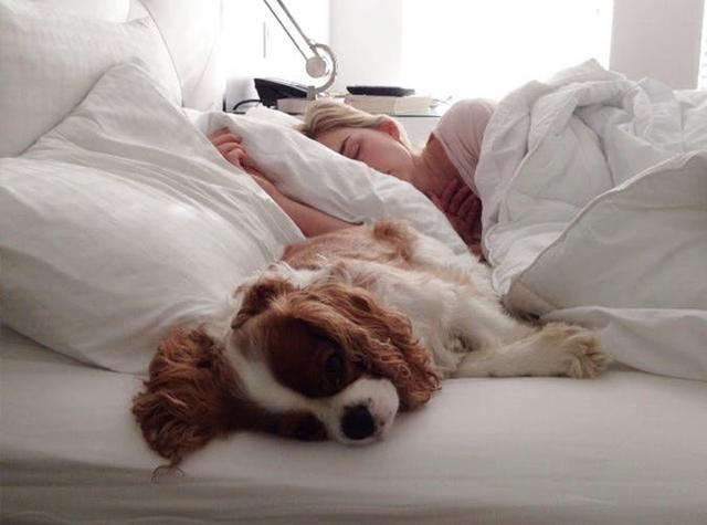 想要和自家狗狗一起睡？ 你可能需要考慮許多，關於正確睡狗那些事