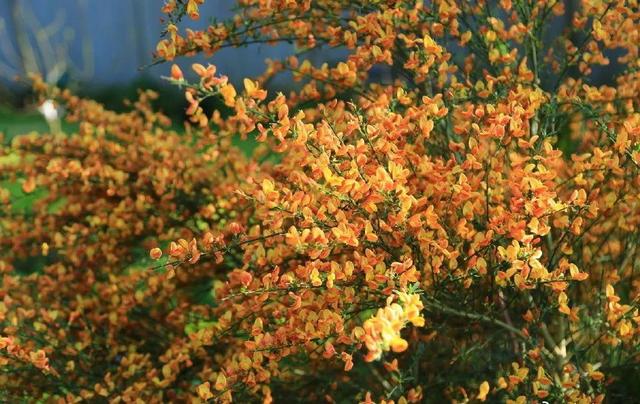 中國姑娘國外買800平的院子種菜養花，從荒地變花園，太美了