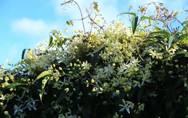 中國姑娘國外買800平的院子種菜養花，從荒地變花園，太美了