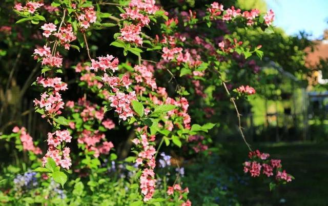 中國姑娘國外買800平的院子種菜養花,從荒地變花園,太美了