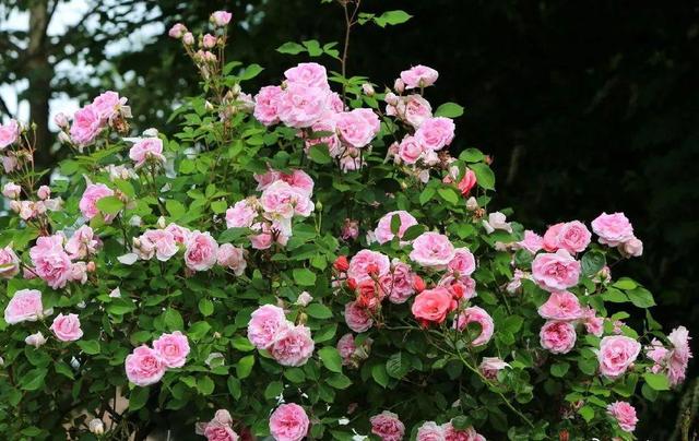 中國姑娘國外買800平的院子種菜養花，從荒地變花園，太美了