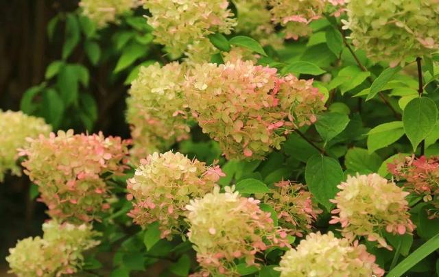 中國姑娘國外買800平的院子種菜養花，從荒地變花園，太美了