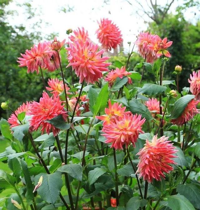 中國姑娘國外買800平的院子種菜養花，從荒地變花園，太美了