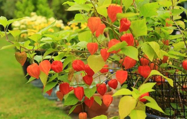 中國姑娘國外買800平的院子種菜養花，從荒地變花園，太美了