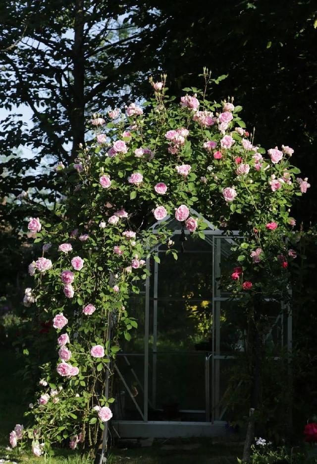 中國姑娘國外買800平的院子種菜養花，從荒地變花園，太美了