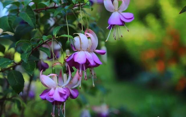 中國姑娘國外買800平的院子種菜養花，從荒地變花園，太美了