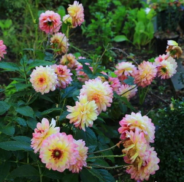 中國姑娘國外買800平的院子種菜養花，從荒地變花園，太美了