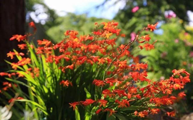 中國姑娘國外買800平的院子種菜養花，從荒地變花園，太美了