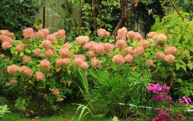 中國姑娘國外買800平的院子種菜養花，從荒地變花園，太美了