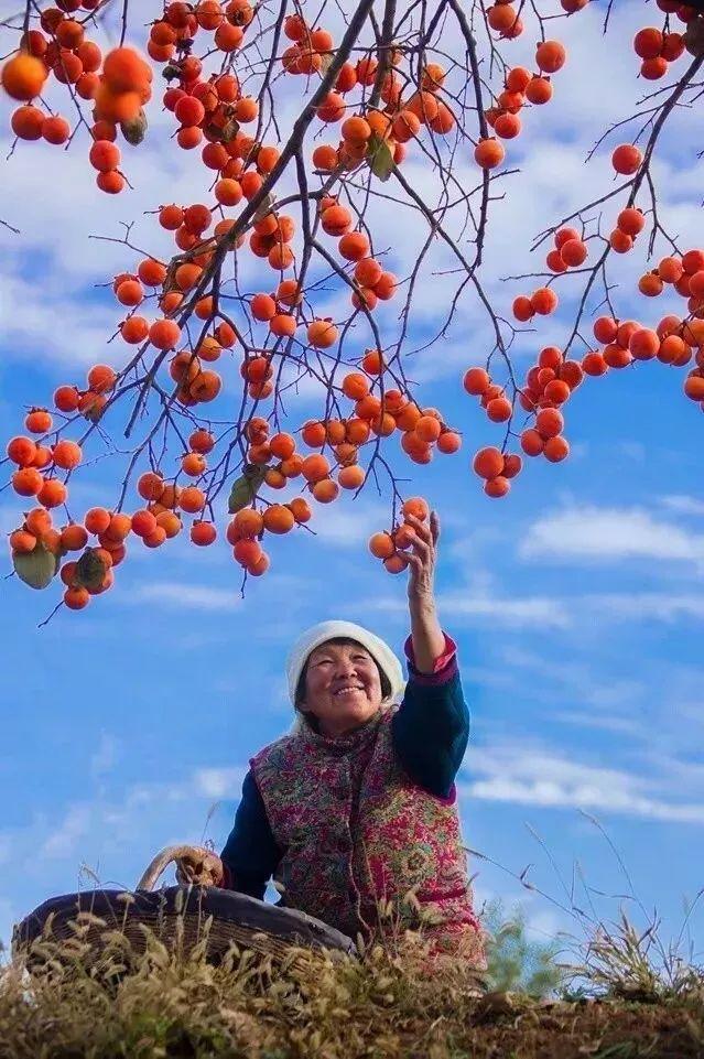 柿子｜細雨生寒，林紅柿繁