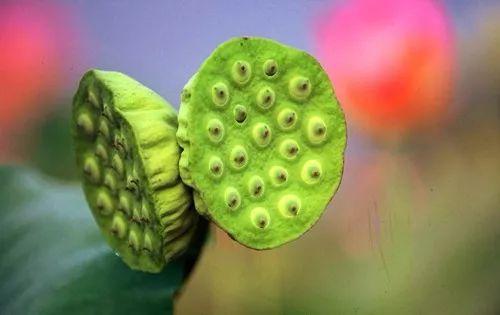 畫面太好看，盛開與凋零共美