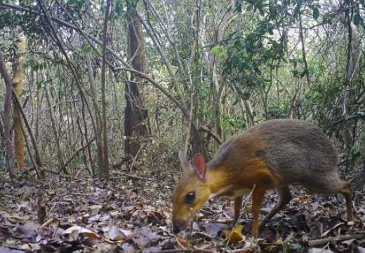 已消失30年的鼠鹿在越南被重新發現