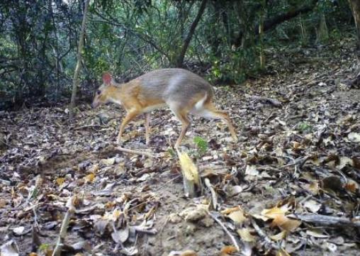 已消失30年的鼠鹿在越南被重新發現