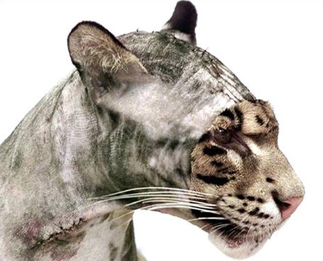 剃毛後的貓科動物，都沒了漂亮花紋，為何只有老虎“一枝獨秀”