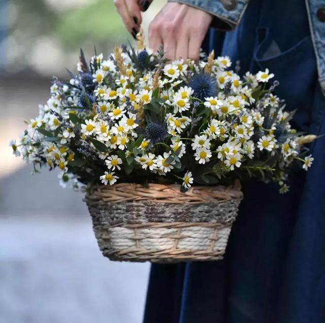 識花：甘菊！ 原來它不只是美