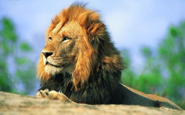你若是獅子，何須炫耀！ （深度好文）