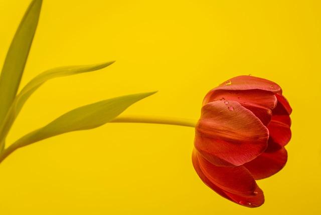 處女座：在情場很忠誠，但絕非愚忠