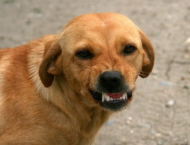 為什麼容易被狗咬？ 因為狗狗這8個肢體語言，經常被人誤解