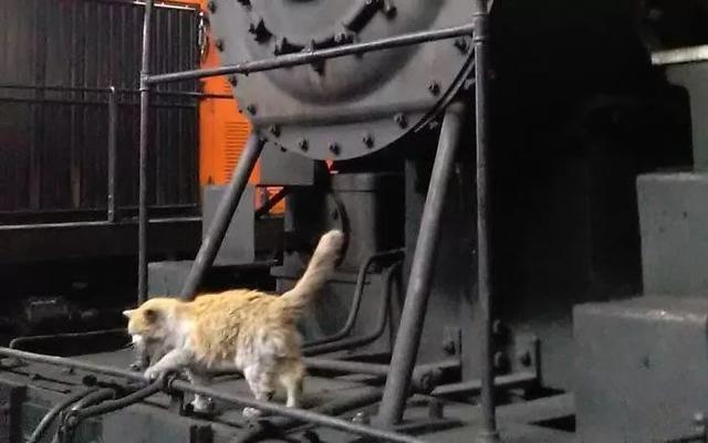 一隻貓養活一座博物館？ ！ ！ 這只髒髒貓為何如此受老美歡迎？