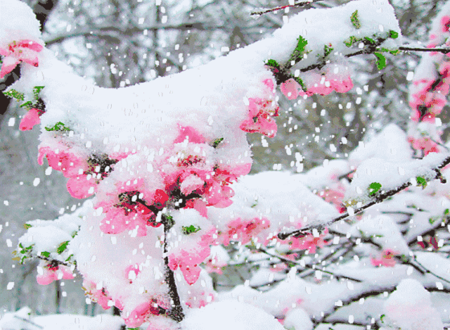 雪含情，梅含笑