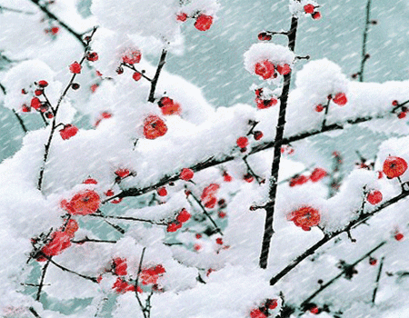 雪含情，梅含笑