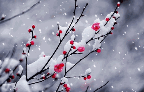 雪含情，梅含笑