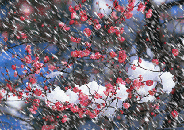 雪含情，梅含笑