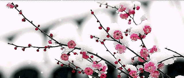 雪含情，梅含笑