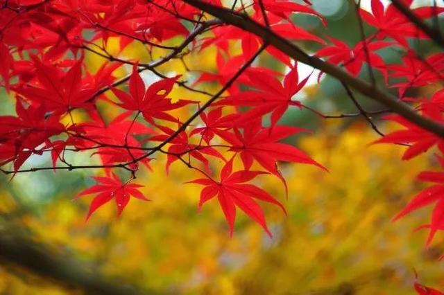有目標去奮鬥，人生才會更精彩，生活才會更充實，早安