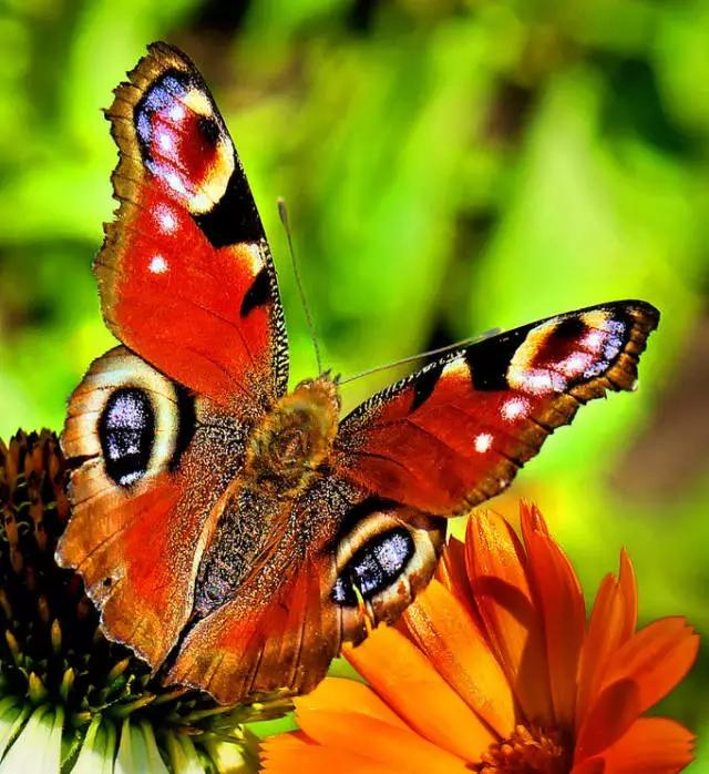 世界蝴蝶大全，好美
