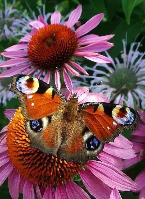 世界蝴蝶大全，好美