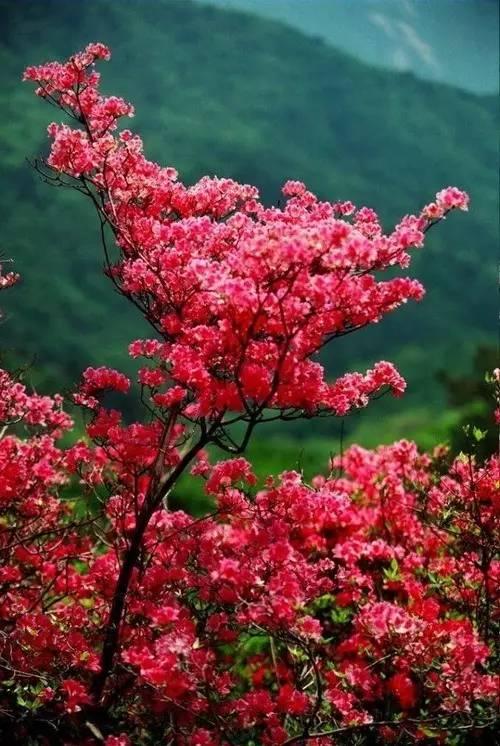 花中西施,太美了