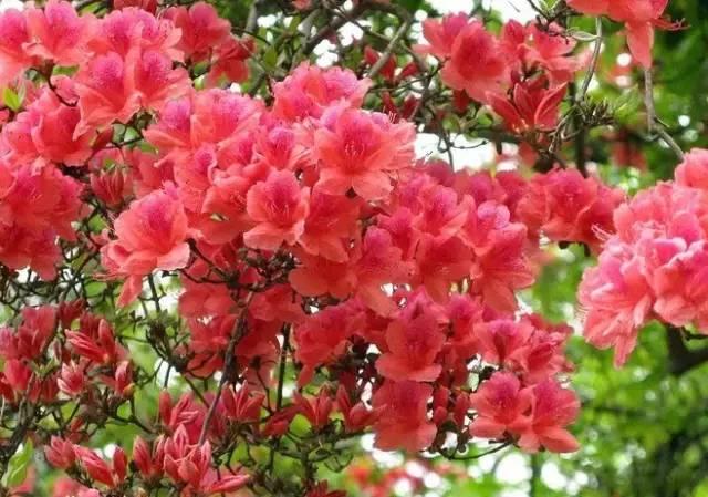 花中西施，太美了