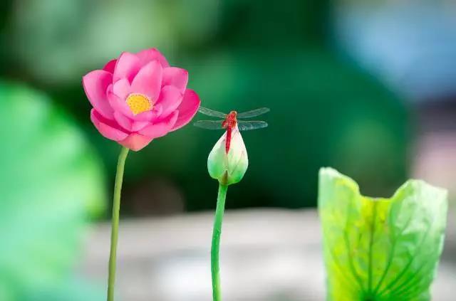 心生蓮花，芬芳自來