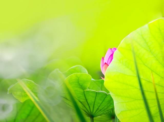 心生蓮花，芬芳自來