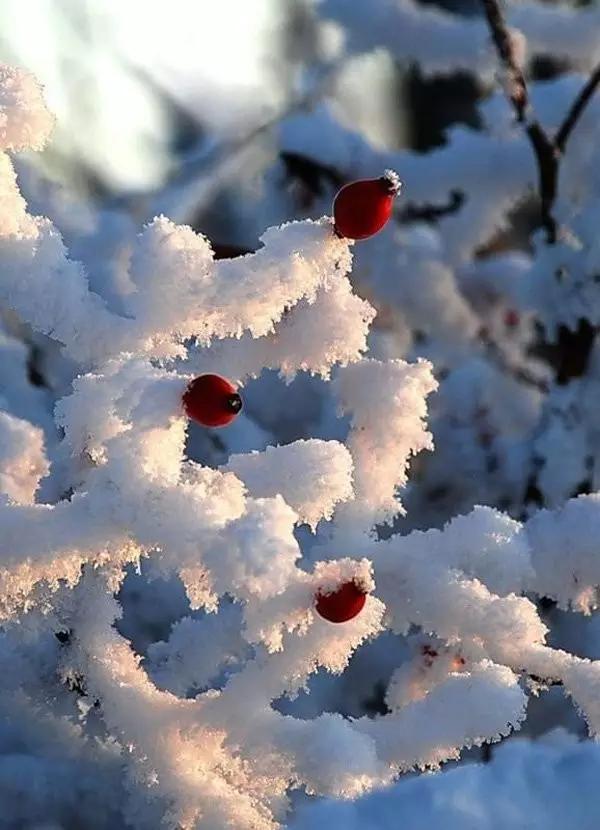 這些美照讓你記住冬的美麗