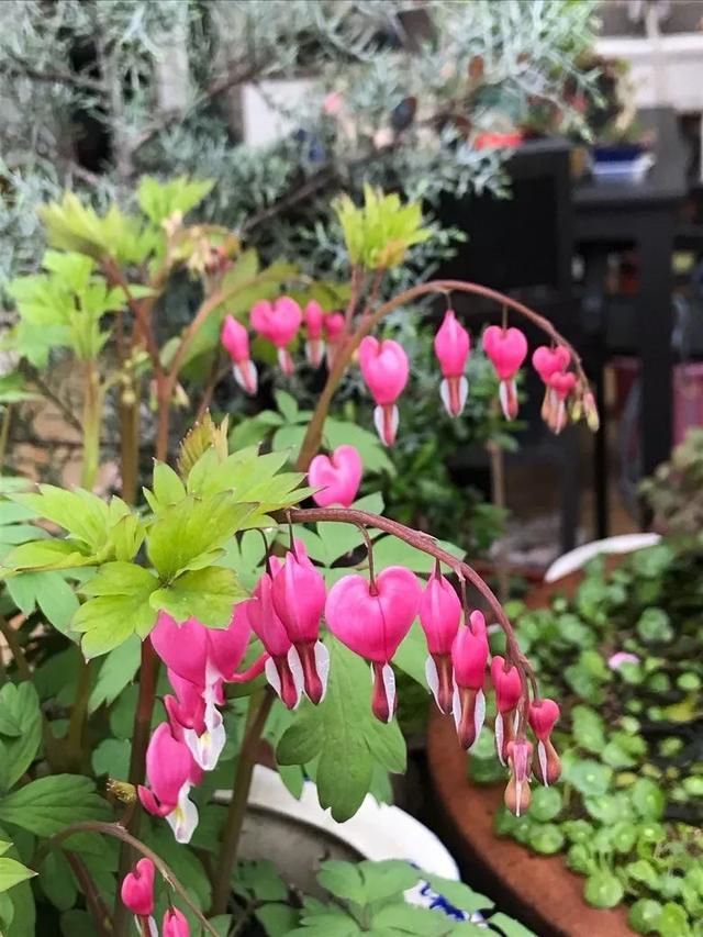 養花的女人更好命，日子越過越美