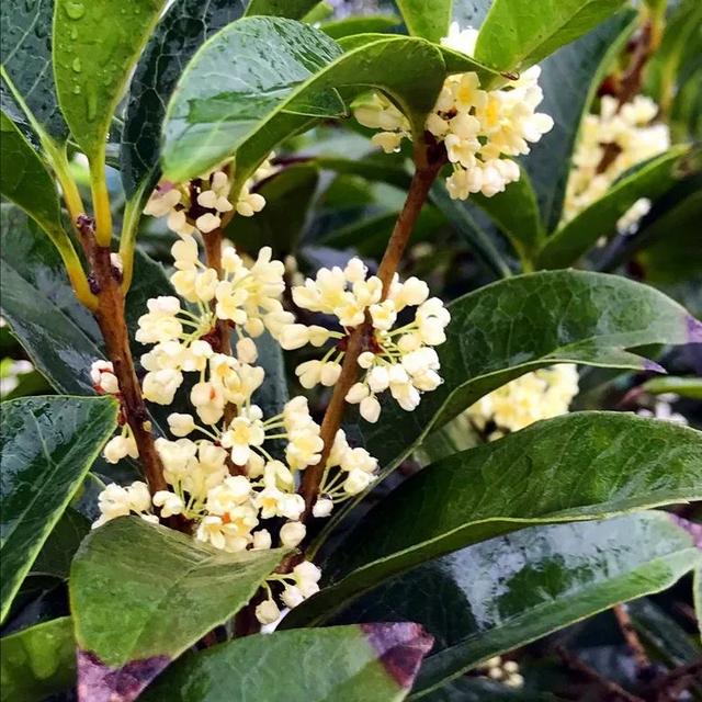 養花的女人更好命，日子越過越美