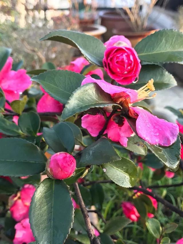 養花的女人更好命，日子越過越美